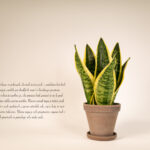 Plants